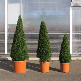 Buis cône, Buis pyramide / Buxus pyramide